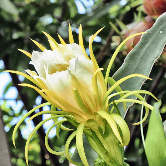 DRIED HYLOCEREUS UNDATUS - 50X6OZ 霸王花