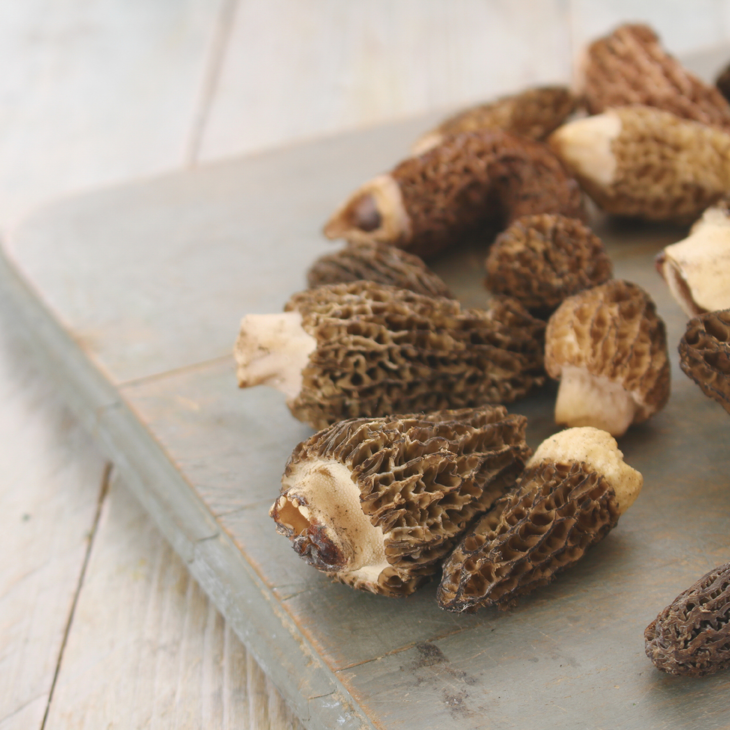 Morchella vulgaris Mushroom -A (羊肚菌) - (LB)