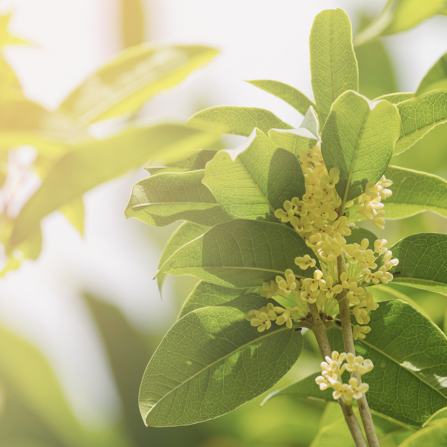 Sweet Olive Flower (桂花) - (100g)