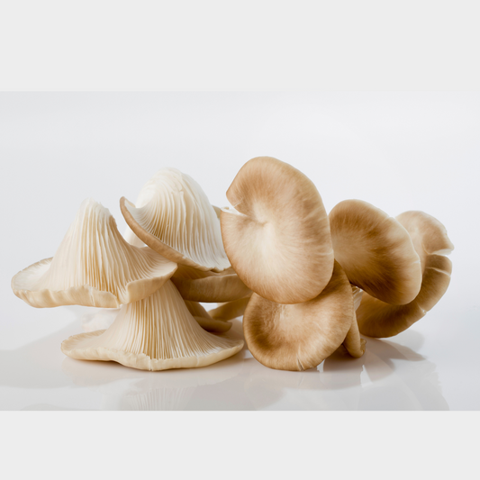 Oyster Mushroom (Tomei) -(富牌.蠔菇) - (15oz)x24